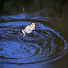 Bewegung im Teich