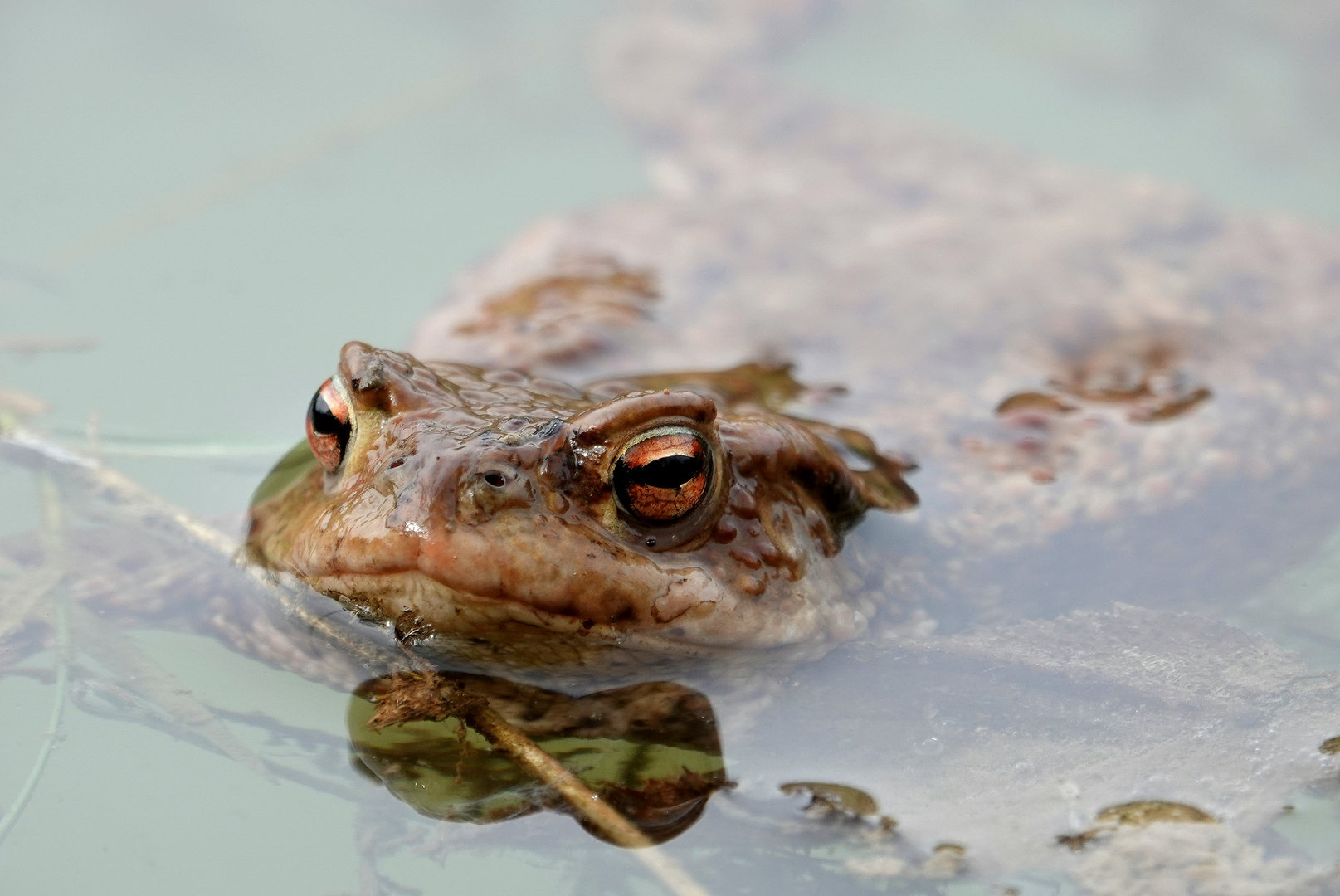 Bewegung im Teich