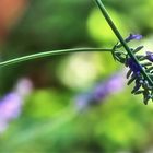Bewegung - Wild-Biene am Lavendel - Studierbild 105