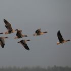 Bewegungsablauf Blässgansflug