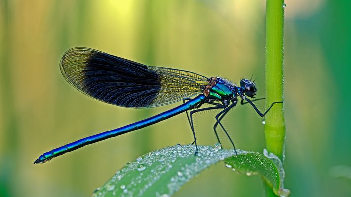 Bewegungseingeschränkt