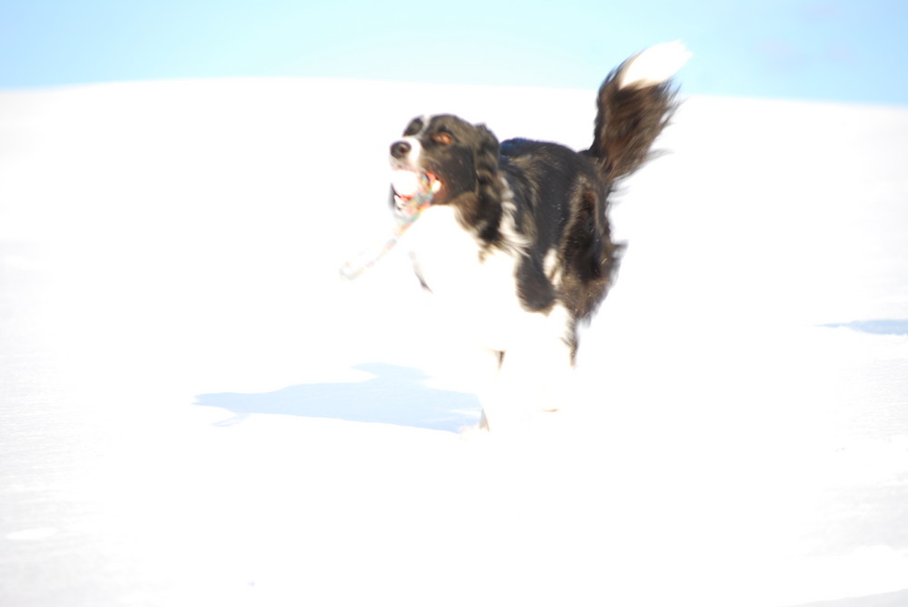 Bewegungsfotos von Hunden im Schnee