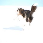 Bewegungsfotos von Hunden im Schnee