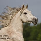 Bewegungsportrait Araberstute