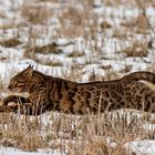 Bewegungsstudie Bengalkater