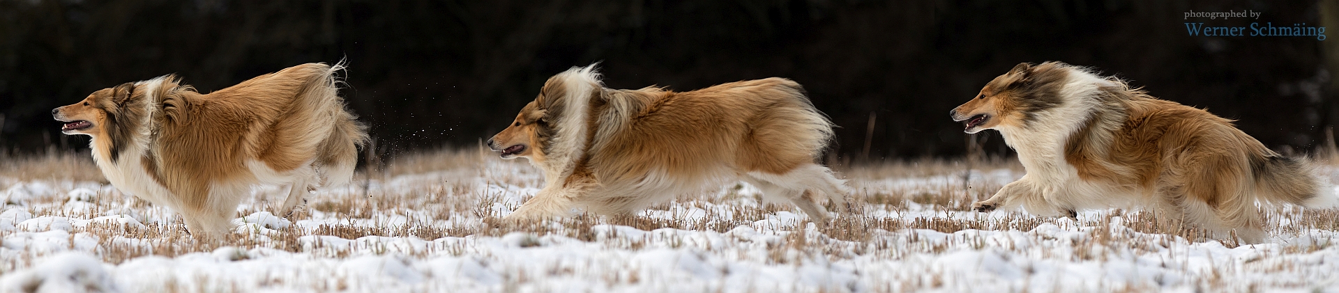 Bewegungsstudie Collie