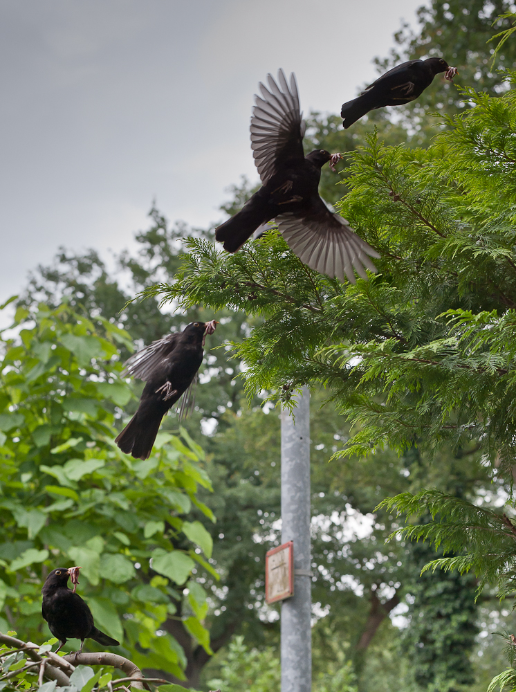 Bewegungsstudie einer Amsel