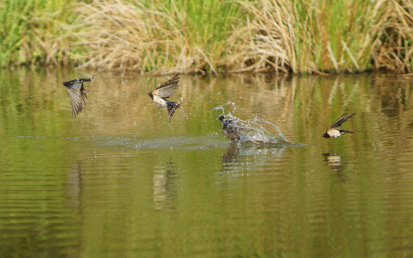 Bewegungsstudie: Im Flug trinkende Schwalbe (Lehrling)