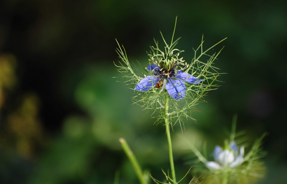 Bewehrte Blüte