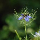 Bewehrte Blüte