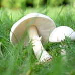 Beweis: der vermutete "Wiesenchampignon" hat weiße, keine rosa oder braune Lamellen, ist also ...