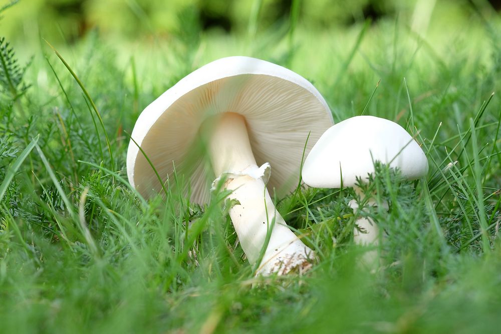 Beweis: der vermutete "Wiesenchampignon" hat weiße, keine rosa oder braune Lamellen, ist also ...