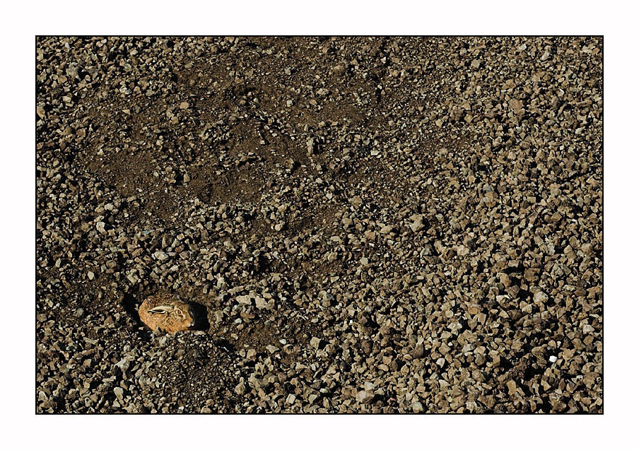 Beweisfoto: als Osterhase wird man Steinreich