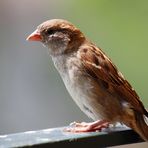 Beweisfoto - Micha hat nen Vogel