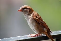 Beweisfoto - Micha hat nen Vogel