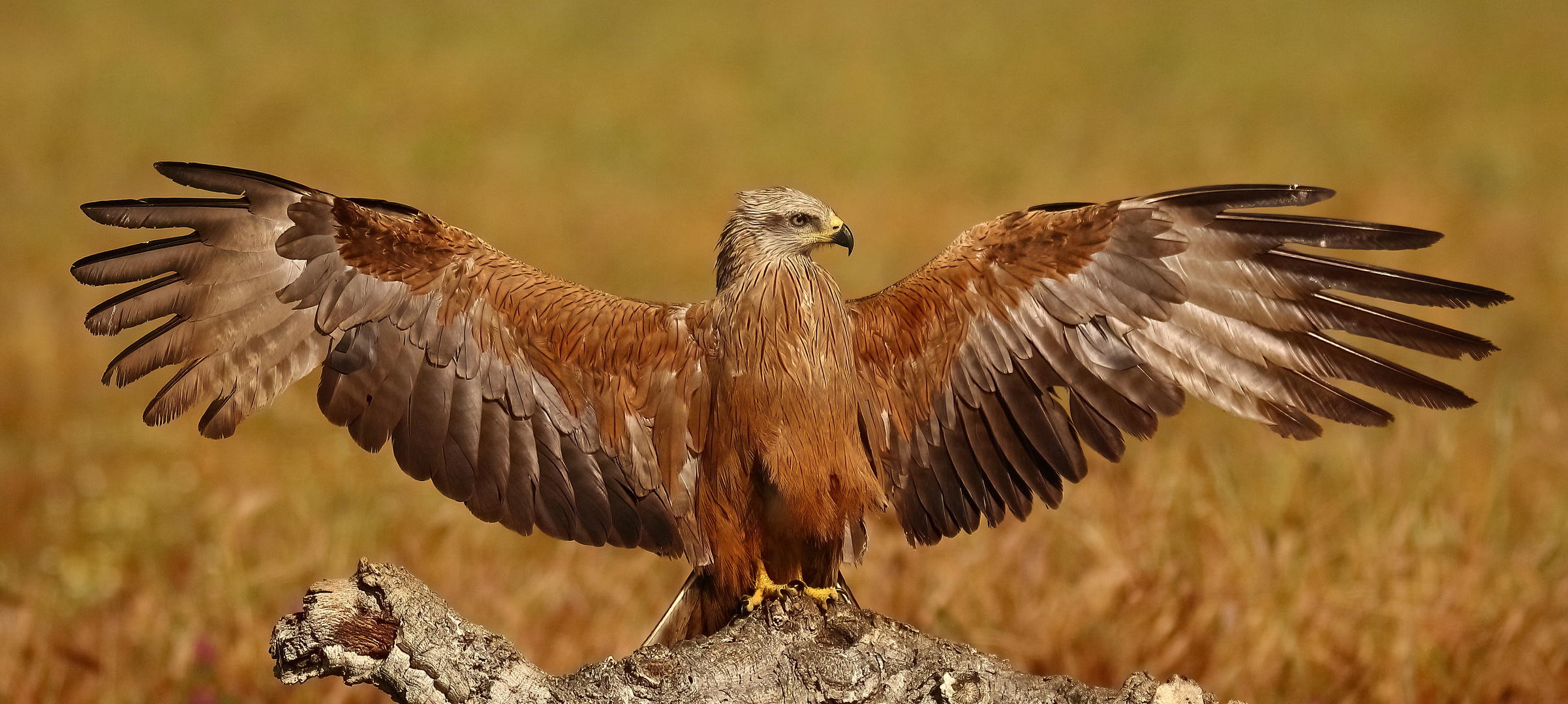 Bewerbung als Bundesadler?