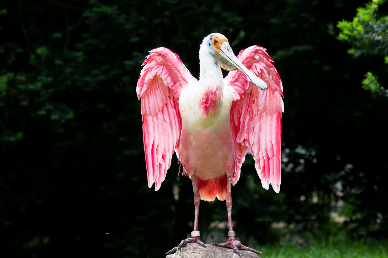 Bewerbung als Bundesadler - Die Löffler