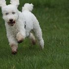 Bewerbung als Osterhase ist raus - mal sehen, ob sie mich nehmen