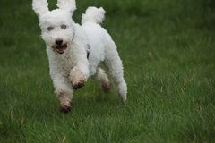 Bewerbung als Osterhase ist raus - mal sehen, ob sie mich nehmen