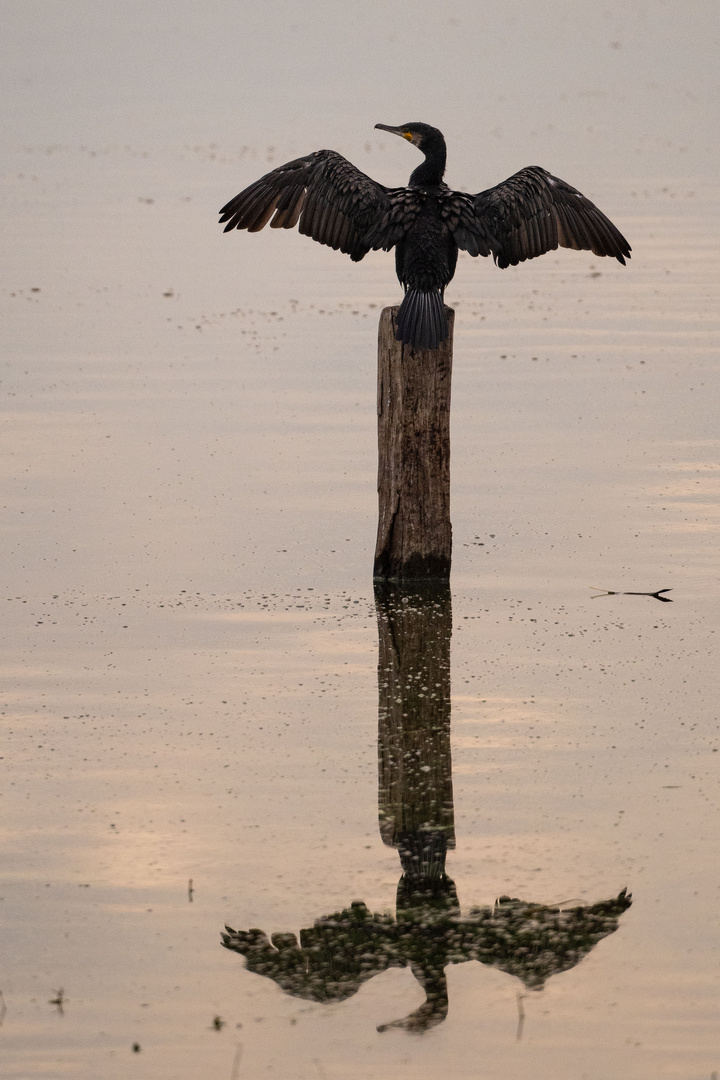 Bewerbung zum Bundesadler