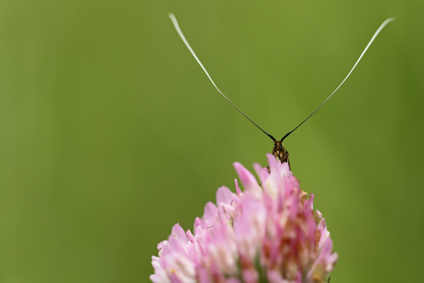 Bewerbungsfoto