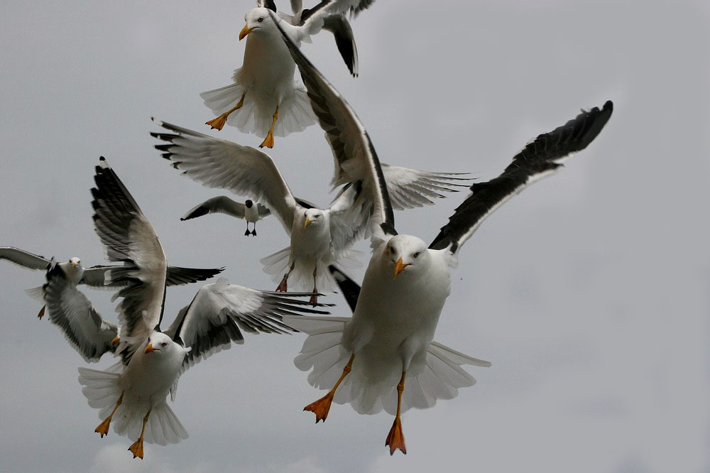 Bewerbungsfoto für "Die Vögel"