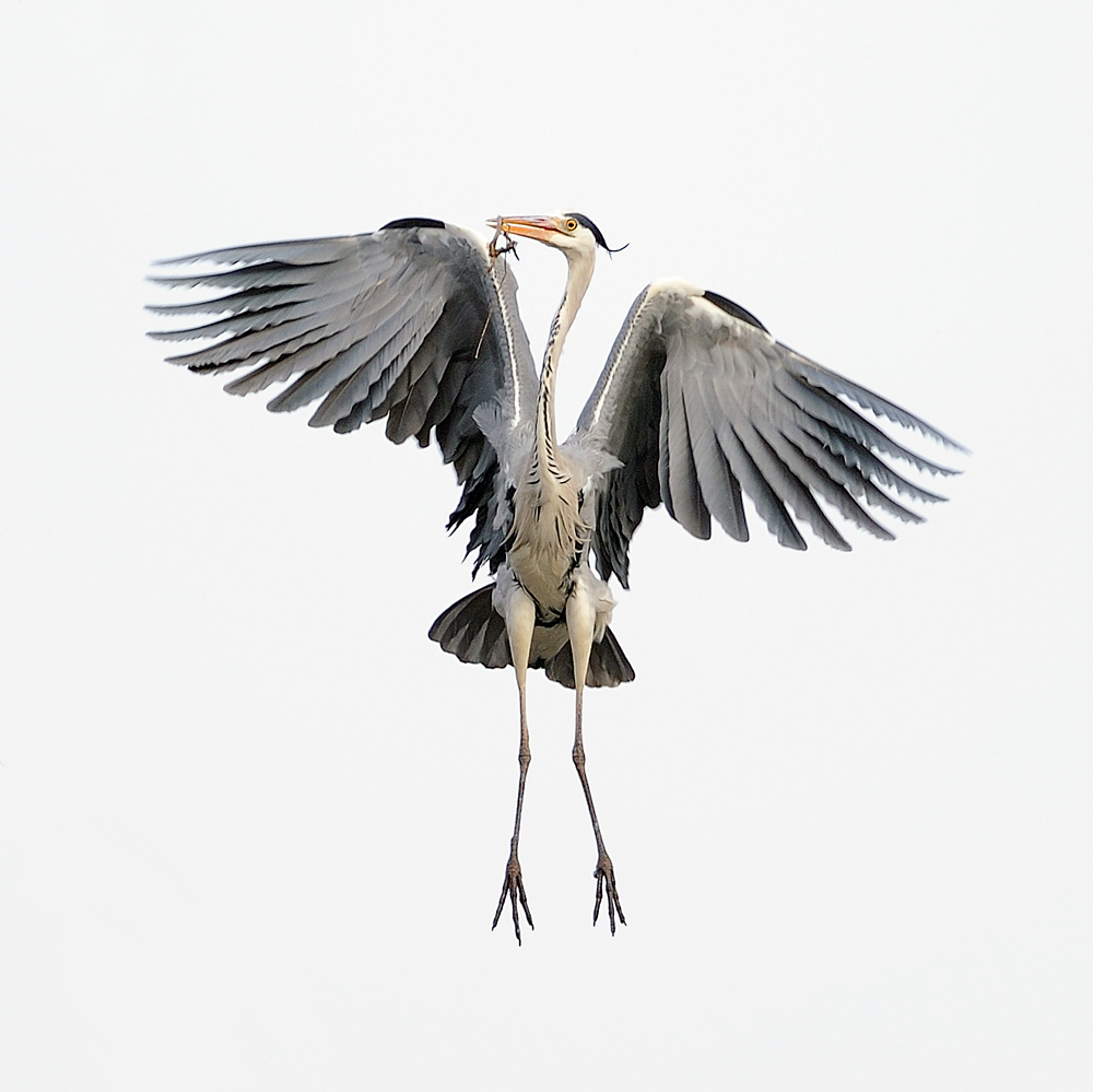 Bewerbungsfoto für einen neuen Bundesadler