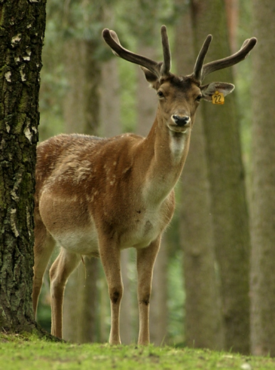 Bewerbungsfoto für Steiff...