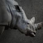 Bewerbungsfoto Nashorn