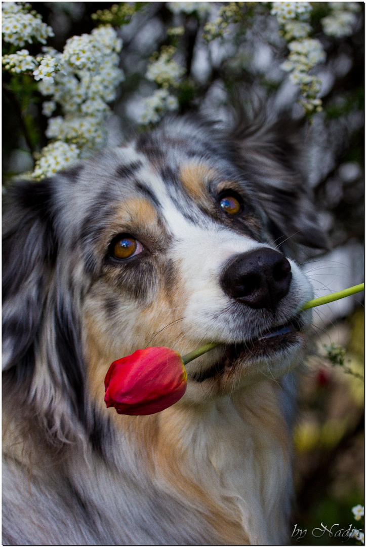 Bewerbungsfoto zum Blumenhündchen...