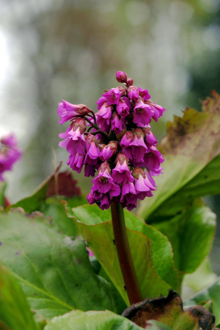 Bewimperte Alpenrose (9356-2-Op vv)