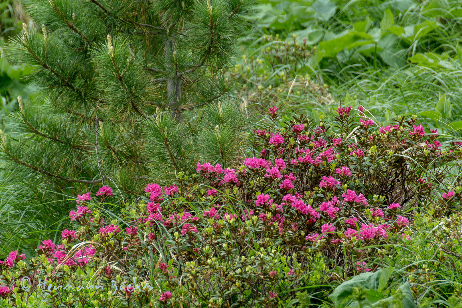 Bewimperte Alpenrose (Rhododendron hirsutum)