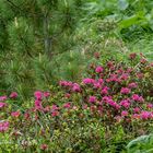 Bewimperte Alpenrose (Rhododendron hirsutum)