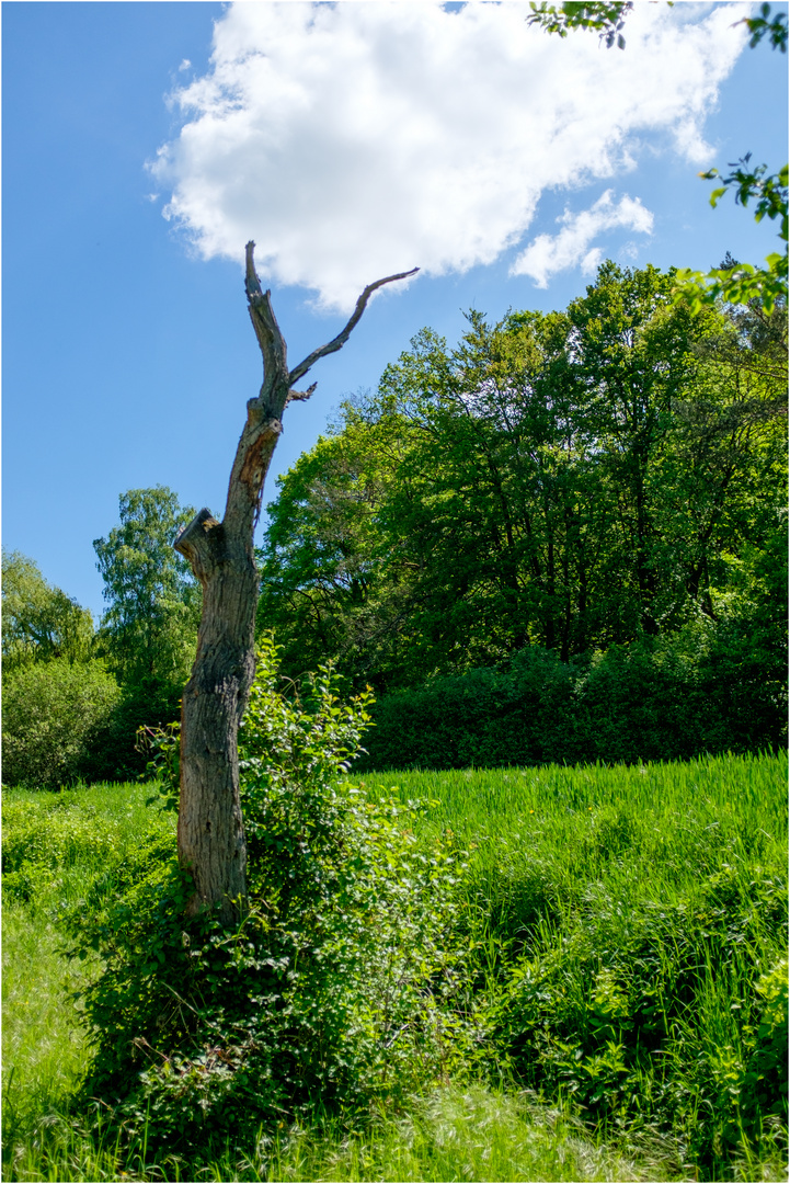 Bewölkte Baumruine