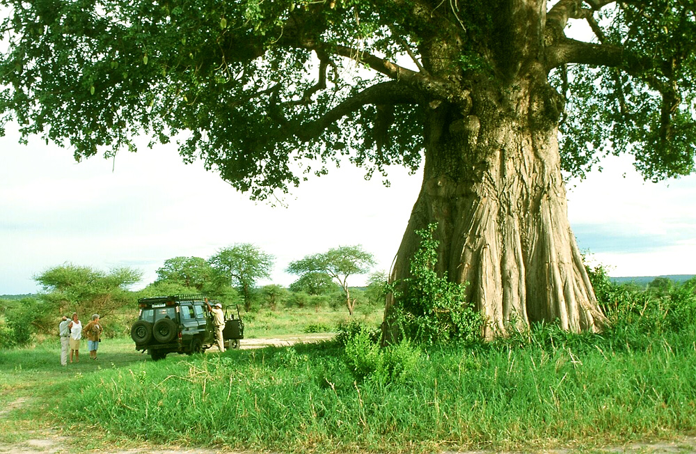 Bewohnbarer Baum: Ein Baobab in Tansania