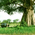 Bewohnbarer Baum: Ein Baobab in Tansania