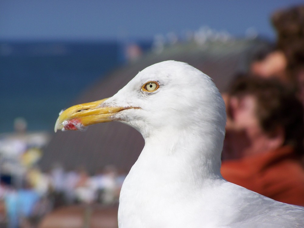 Bewohner auf Sylt