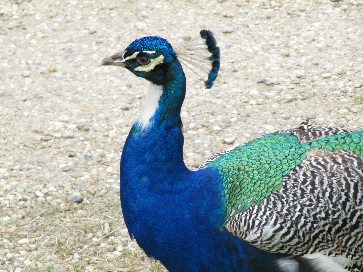 Bewohner der Pfaueninsel