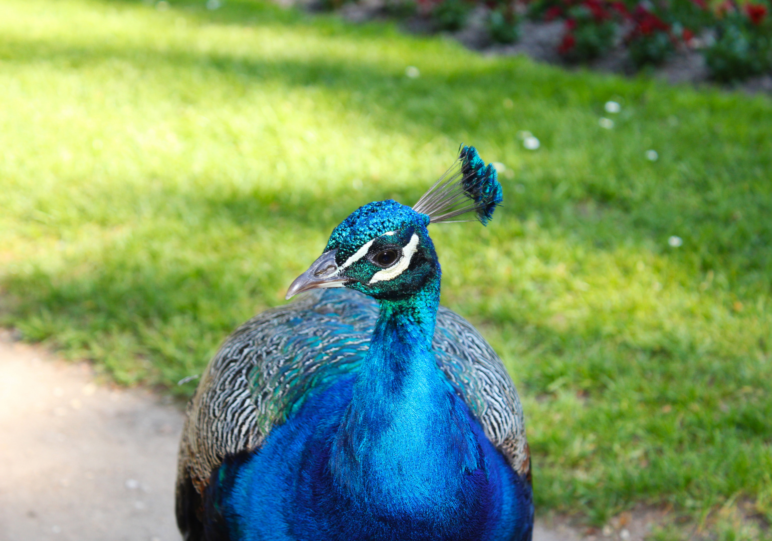 Bewohner der Pfaueninsel