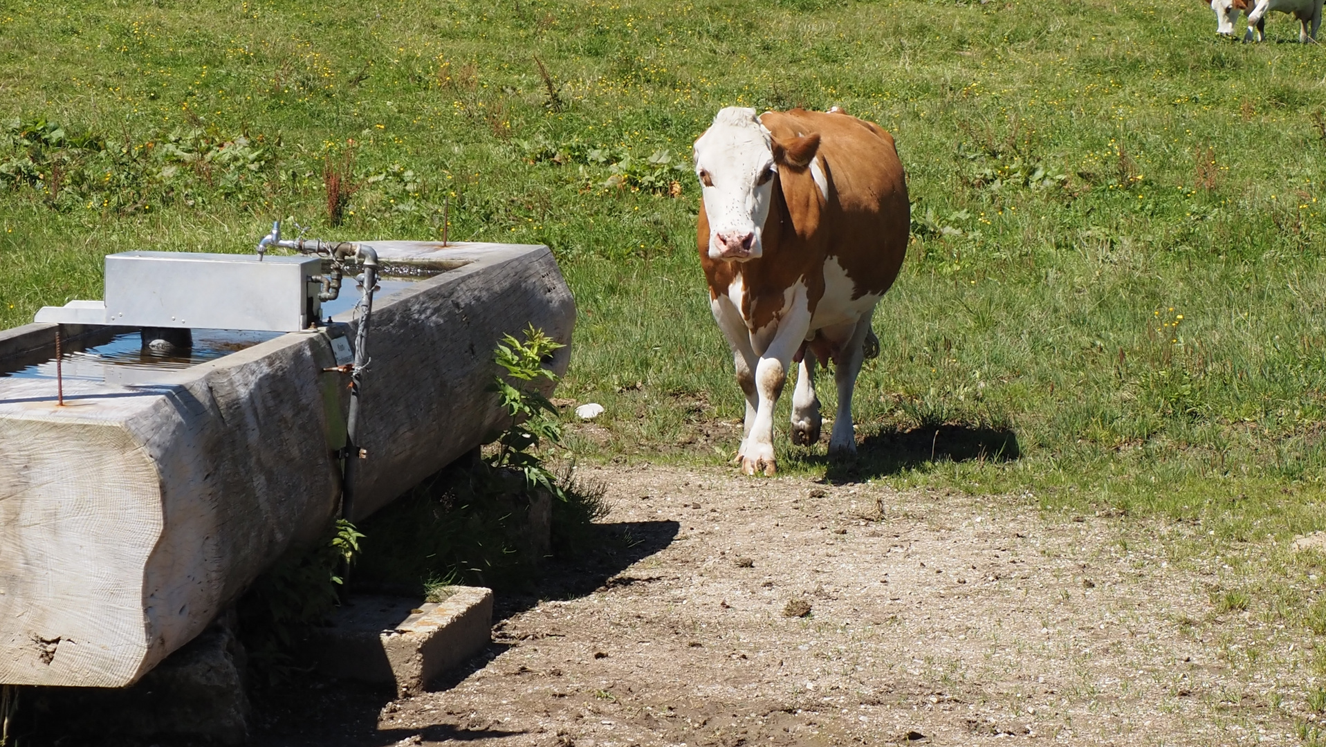 Bewohner der Winkelmoosalm