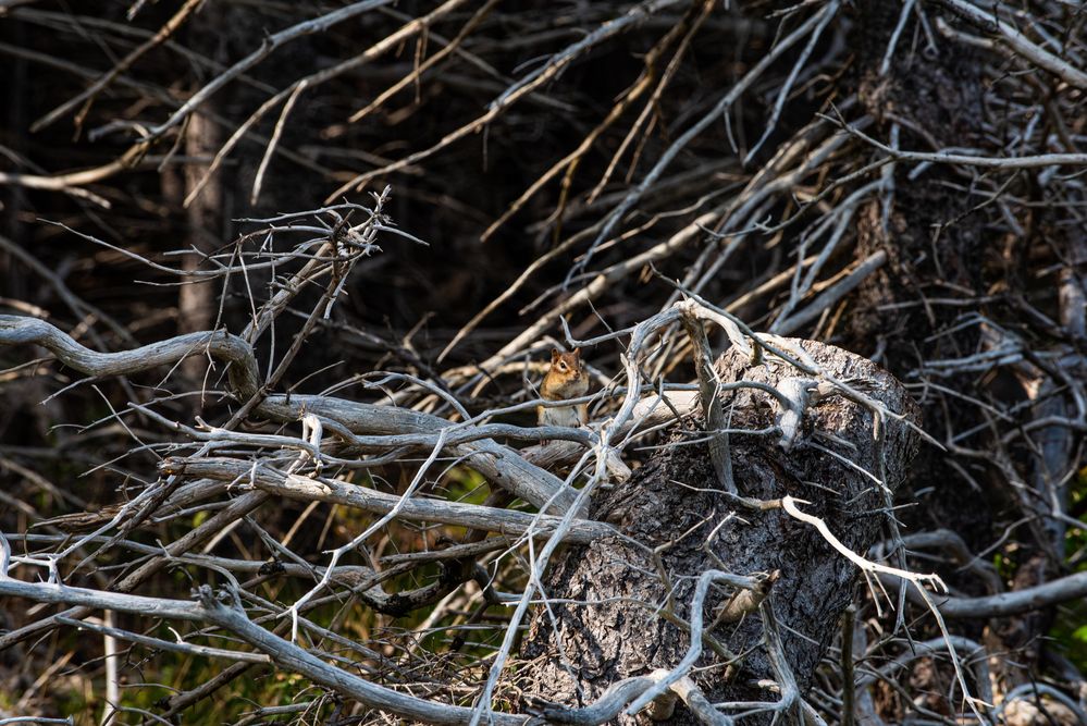 Bewohner des Waldes.                DSC_6864