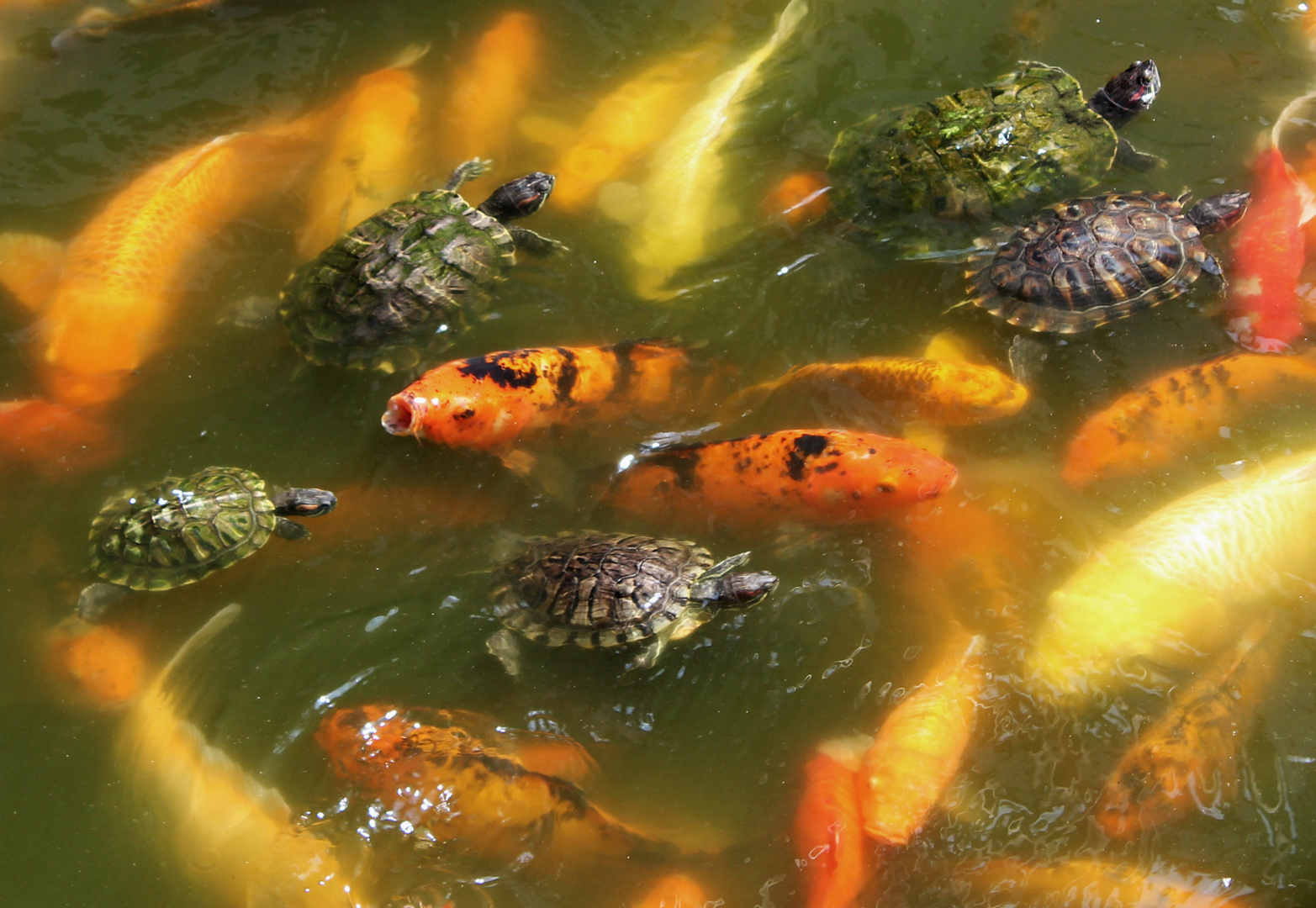 Bewohner des Yu Garden