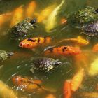 Bewohner des Yu Garden