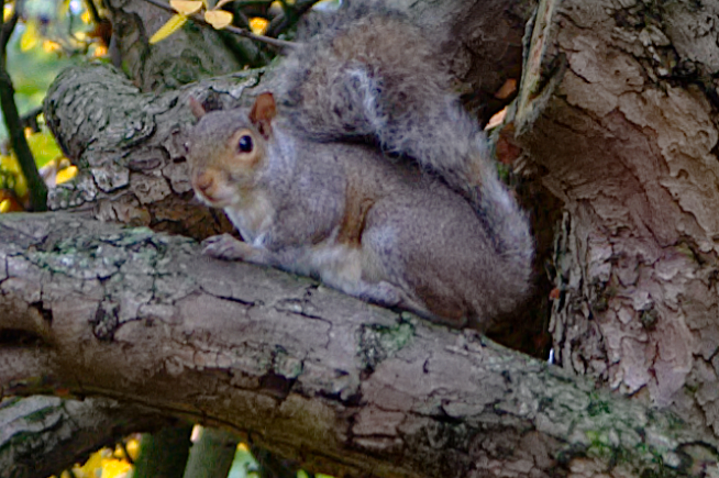 Bewohner im HydePark