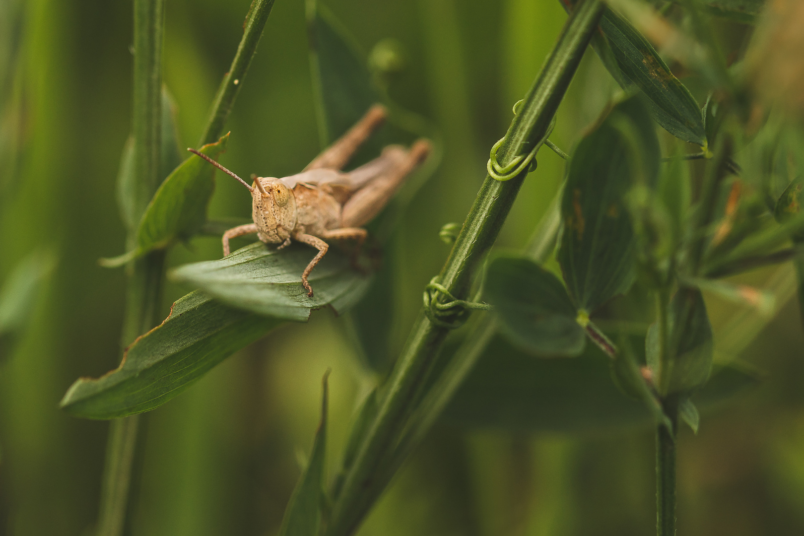 Bewohner in der Graslandschaft