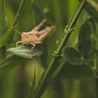 Bewohner in der Graslandschaft