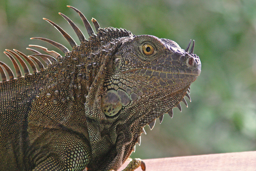 Bewohner von Costa Rica