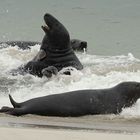 Bewohner von Helgoland