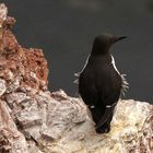 Bewohner von Helgoland