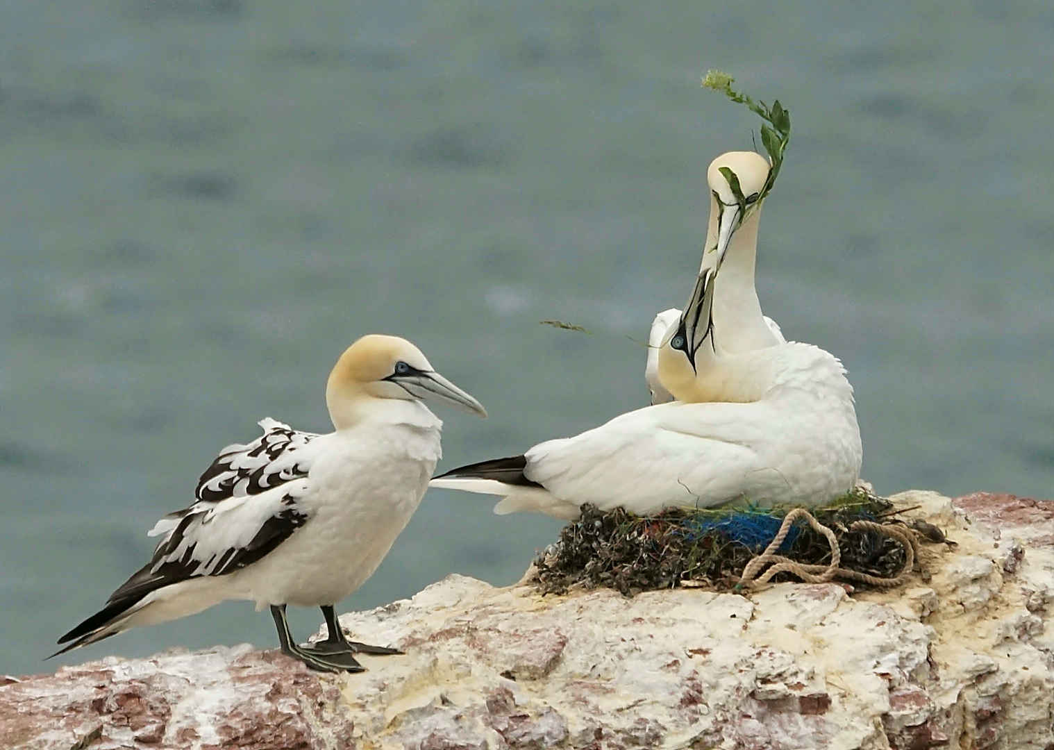 Bewohner von Helgoland